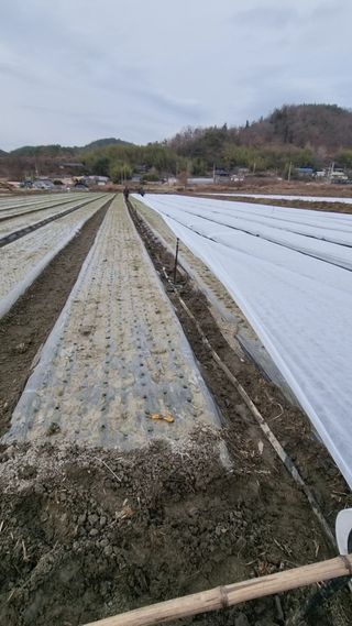 이재진님의 양파 · 자유게시판 작성글 사진