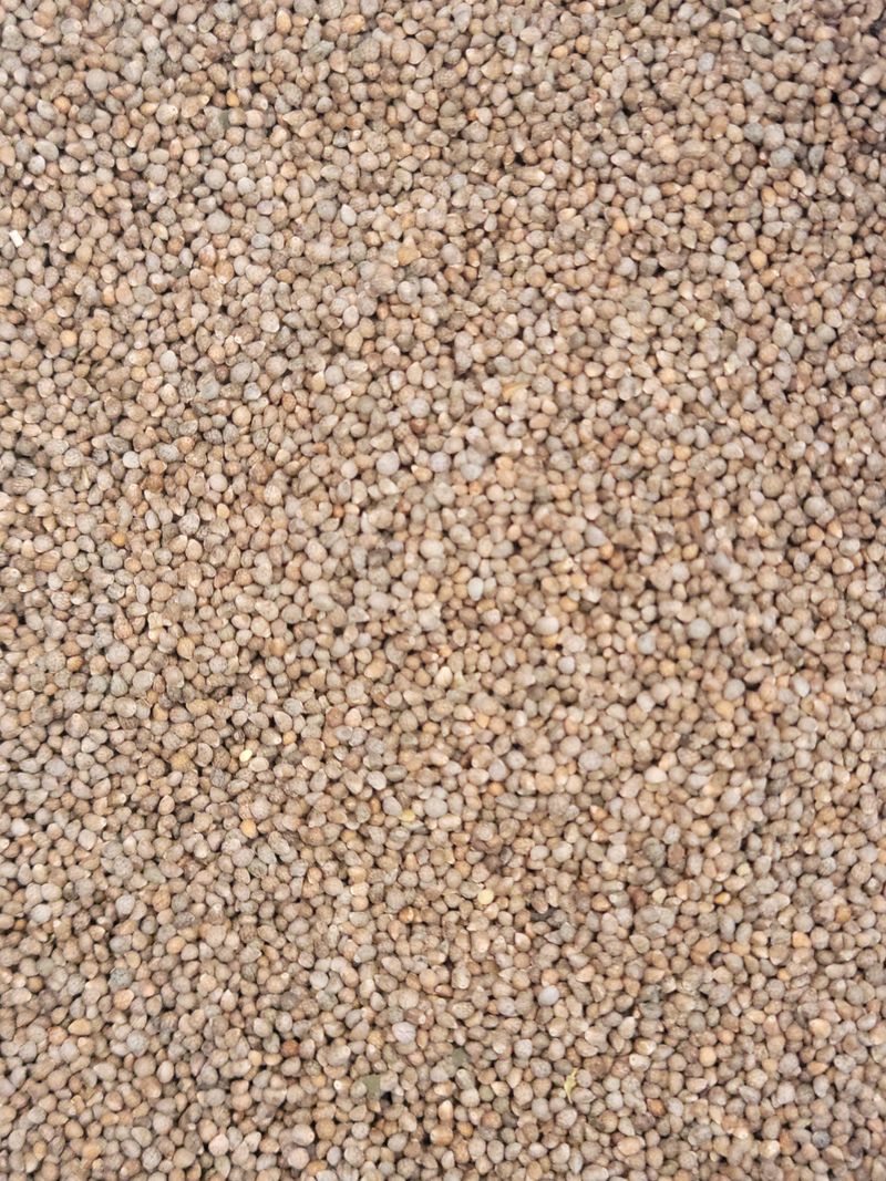 장터 상품 [2022년산 들깨 5kg] 썸네일