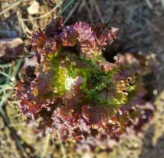 정진해님의 상추 · 자유게시판 작성글 사진