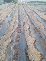 팜모닝 기타작물·자유게시판 게시글 이미지