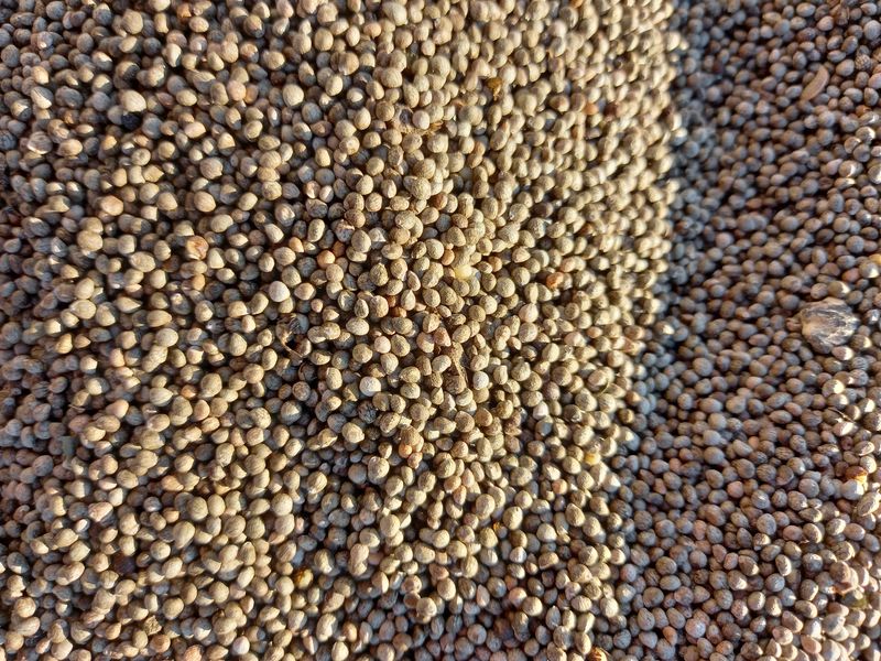 장터 상품 [들깨] 썸네일