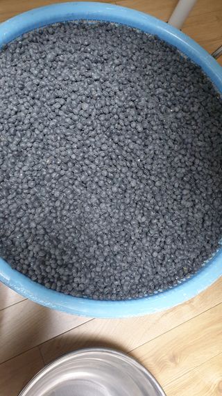 김영준님의 콩 · 자유게시판 작성글 사진