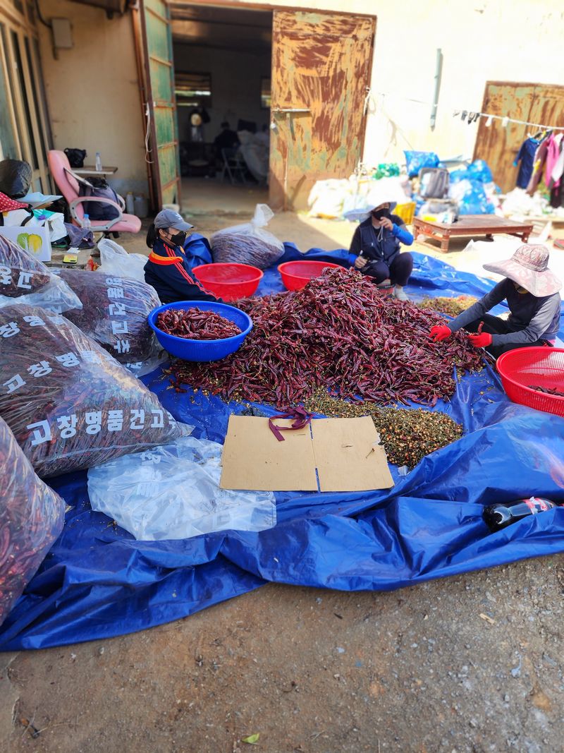 김윤수님의 장터 판매 상품 [2022년 햇고추가루 팜니다 ] 첨부 사진