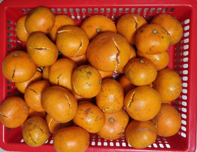 박영주님의 장터 판매 상품 [무농약 감귤  10키로] 첨부 사진