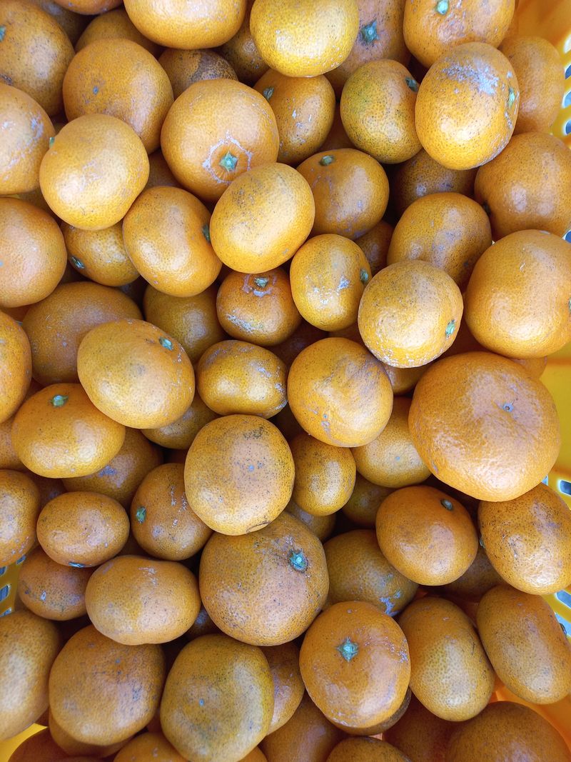 장터 상품 [무농약 감귤  10키로] 썸네일