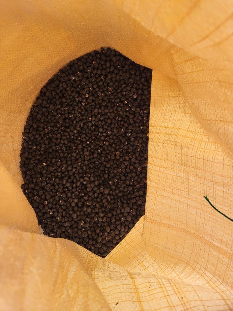 장터 상품 [서리태 1kg] 썸네일