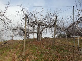 이훈희님의 사과 · 일상 작성글 사진