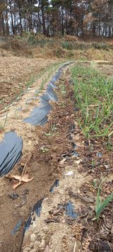 팜모닝 마늘·일상 게시글 이미지