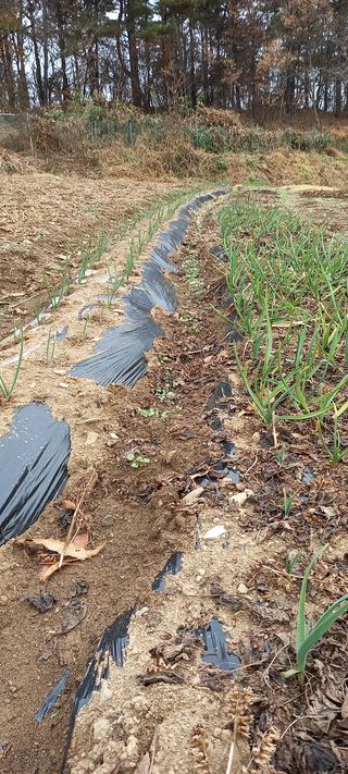 고병길님의 마늘 · 일상 작성글 사진