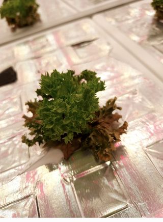 홍기진님의 기타작물 · 병해충상담 작성글 사진