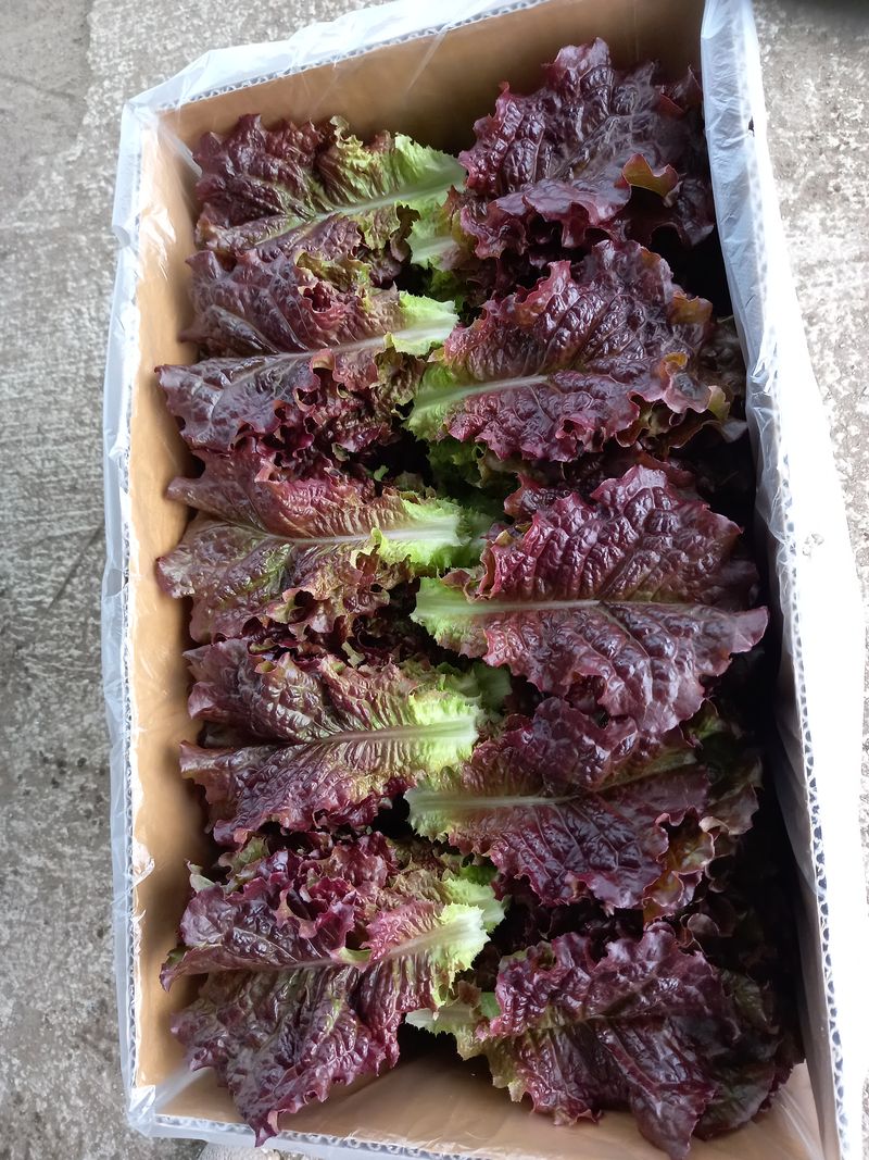 강만철님의 장터 판매 상품 [적상추 2kg.4kg] 첨부 사진