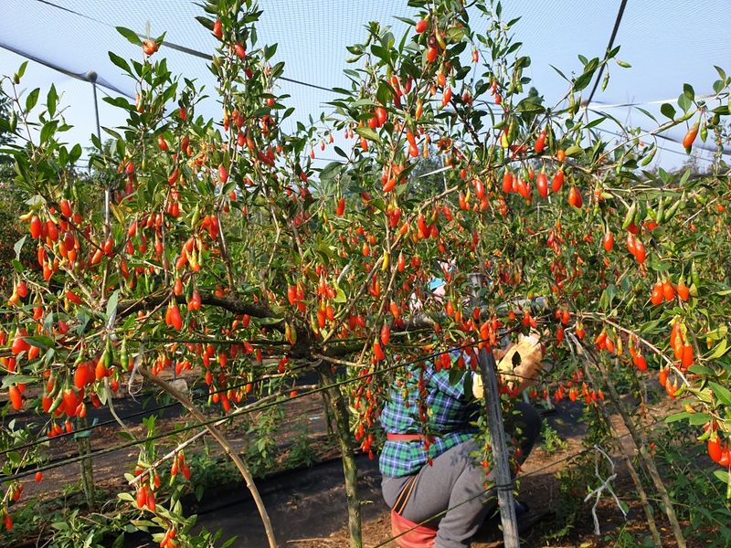 김태남님의 장터 판매 상품 [구기자 400g 30.000] 첨부 사진