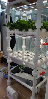 팜모닝 상추·자유게시판 게시글 이미지