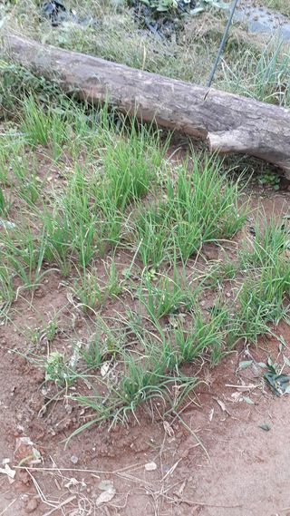 새싹사랑님의 파 · 병해충상담 작성글 사진