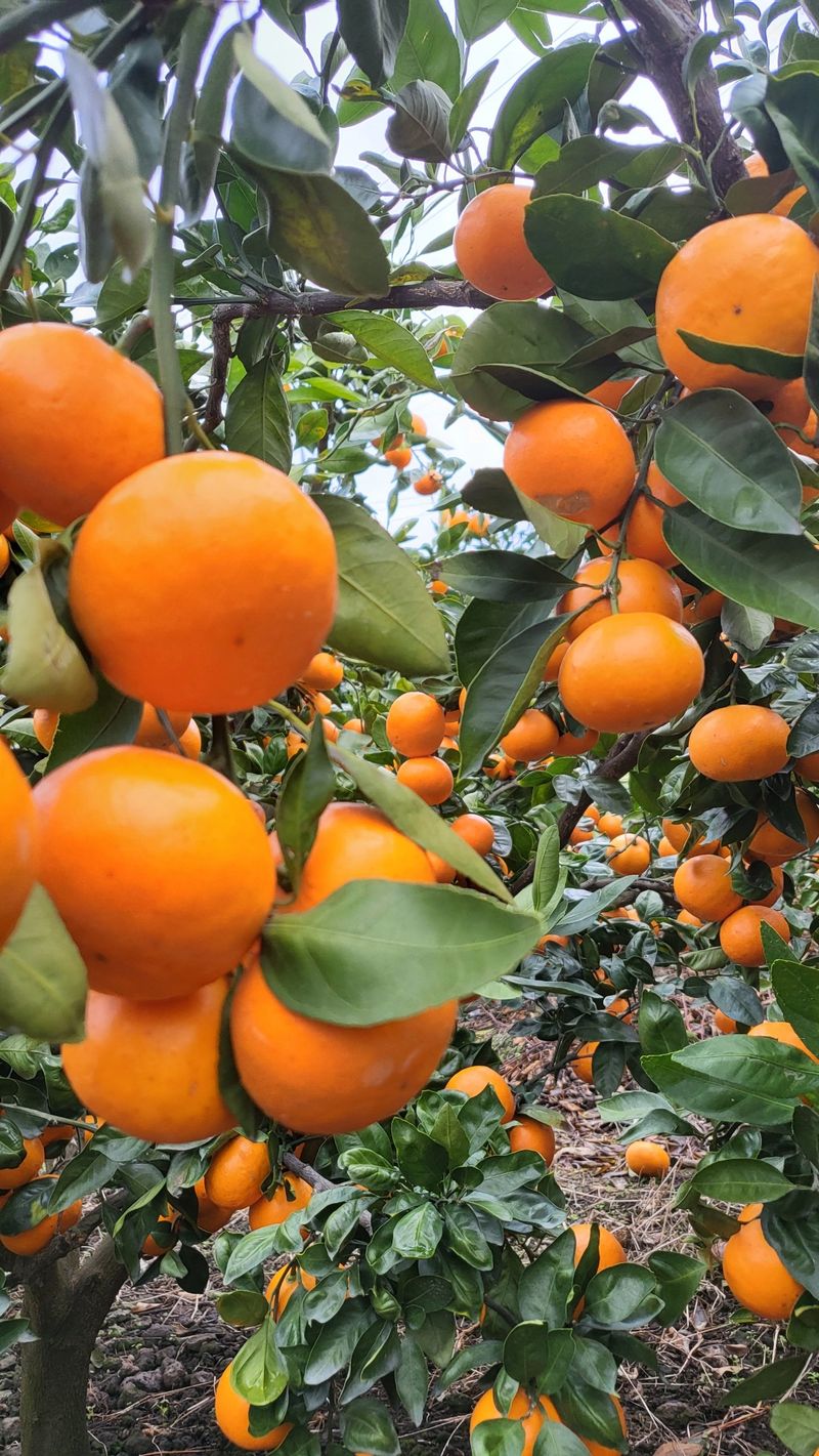 한라봉님의 장터 판매 상품 [황금향 10키로] 첨부 사진