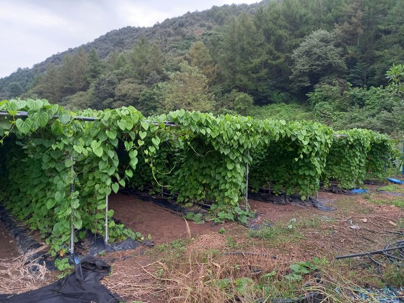 이종선님의 장터 판매 상품 [하늘마.열매마ㆍ] 첨부 사진