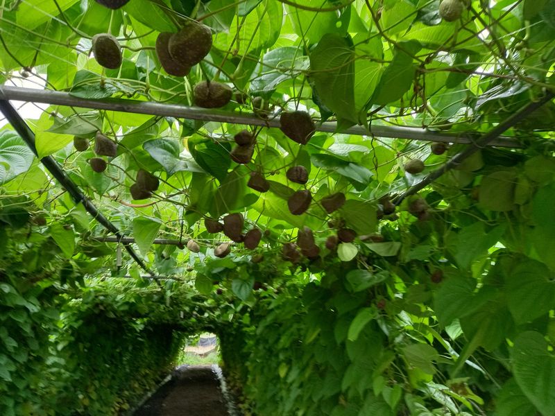 이종선님의 장터 판매 상품 [하늘마.열매마ㆍ] 첨부 사진