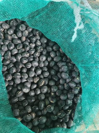 오미랑채님의 콩 · 자유게시판 작성글 사진