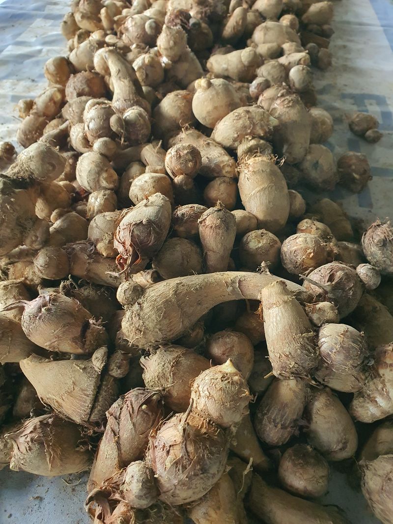 신선고을농원님의 장터 판매 상품 [토란 10kg.4만원 ] 첨부 사진