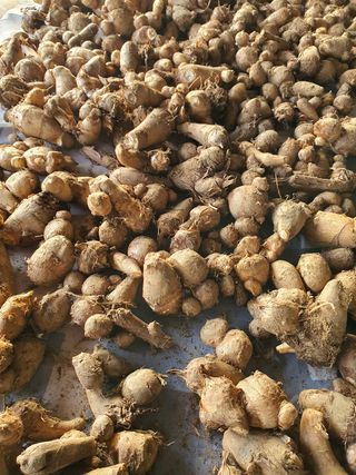 신선고을농원님의 작성글 사진