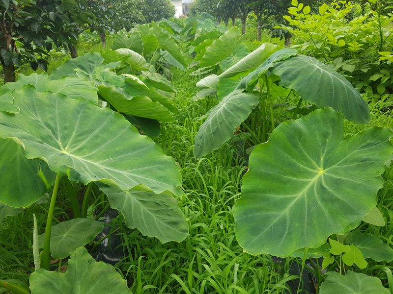 신선고을농원님의 장터 판매 상품 [토란 10kg.4만원 ] 첨부 사진