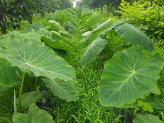 신선고을농원님의 작성글 사진