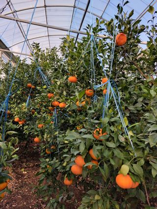 성민감귤농원님의 귤 · 수확 작성글 사진