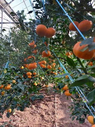 성민감귤농원님의 귤 · 수확 작성글 사진