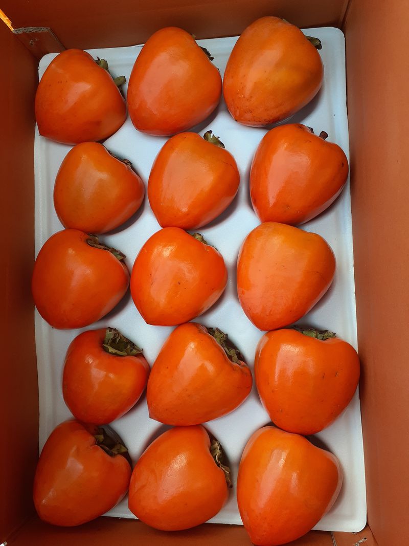 대봉감님의 장터 판매 상품 [800그람] 첨부 사진