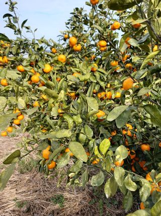 부금리(금강농원)님의 귤 · 일상 작성글 사진