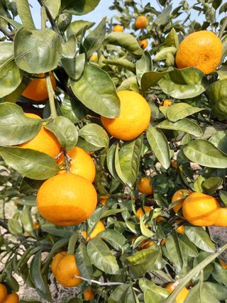 부금리(금강농원)님의 귤 · 일상 작성글 사진