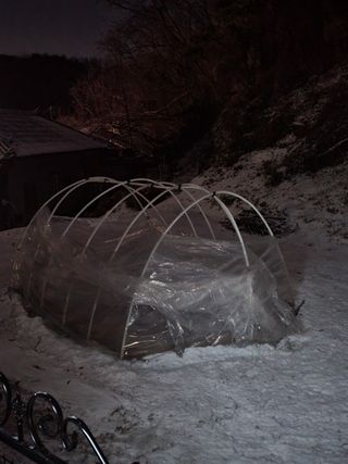 짱순이연속8월출석왕님의 상추 · 자유게시판 작성글 사진