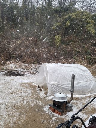 짱순이연속8월출석왕님의 상추 · 자유게시판 작성글 사진