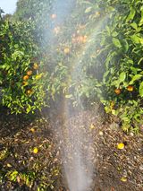 팜모닝 귤·시세•판로 게시글 이미지