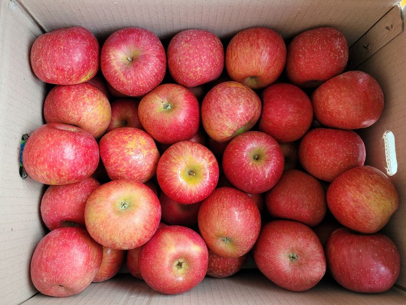 장터 상품 [청송사과 10키로 ] 썸네일