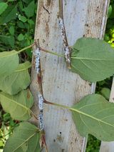 팜모닝 사과·병해충상담 게시글 이미지