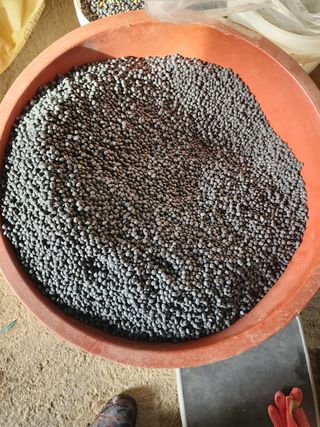 노지섭님의 콩 · 자유게시판 작성글 사진