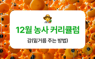 감 농사도우미님의 감 · 농사길잡이 작성글 사진