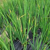 팜모닝 파·병해충상담 게시글 이미지