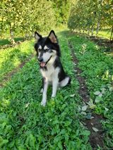 팜모닝 사과·일상 게시글 이미지