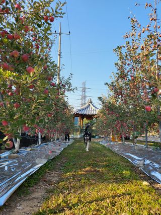 하늘아래사과나무님의 사과 · 일상 작성글 사진
