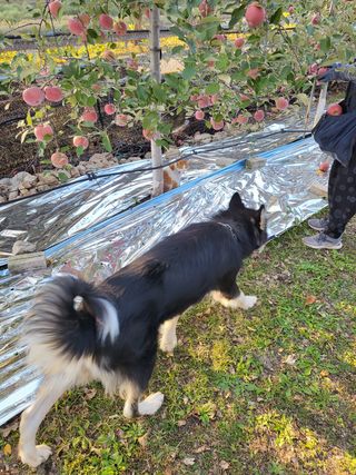 하늘아래사과나무님의 사과 · 일상 작성글 사진