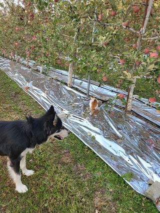하늘아래사과나무님의 사과 · 일상 작성글 사진