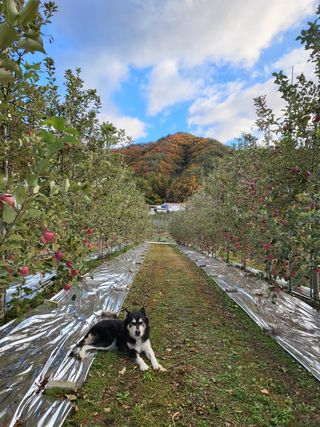 하늘아래사과나무님의 사과 · 일상 작성글 사진