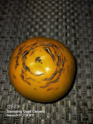 혜운님의 기타작물 · 병해충상담 작성글 사진