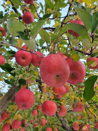 이훈희님의 사과 · 시세•판로 작성글 사진