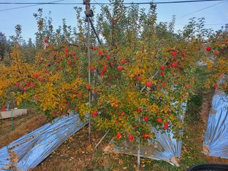 이훈희님의 사과 · 시세•판로 작성글 사진