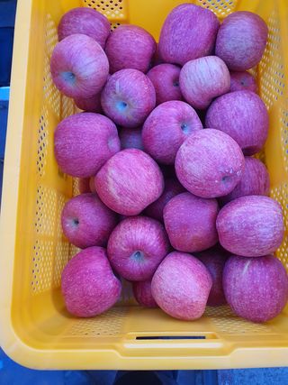 이훈희님의 사과 · 시세•판로 작성글 사진