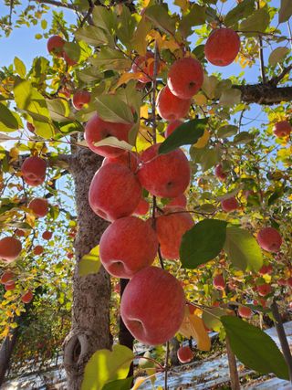 이훈희님의 사과 · 시세•판로 작성글 사진