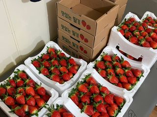 전성란님의 딸기 · 일상 작성글 사진